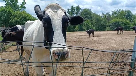 Cows At The Sasha Farm Animal Sanctuary 7302023 Youtube