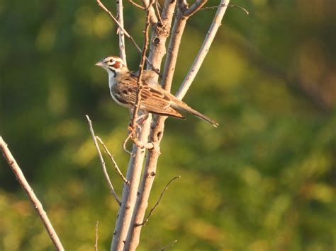 Lark Sparrow - Project-Nature