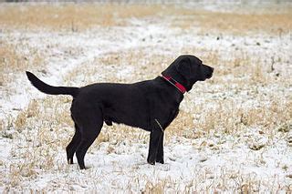 File Black Labrador Retriever Male Img Wikimedia Commons