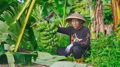 Mengambil Pisang Dan Jantung Pisang Masak Tumis Jantung Pisang