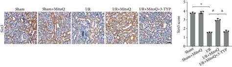 The Sirt3 Selective Inhibitor 3 TYP Reversed The Effect Of MitoQ On