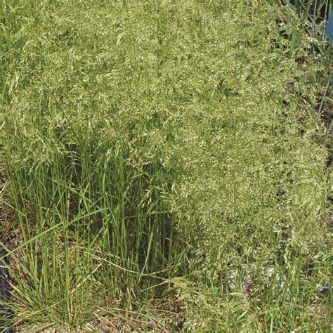 Deschampsia cespitosa - Van Berkum Nursery