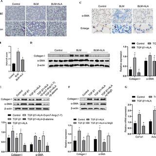 ALA MrgD axis inhibited glycolysis in TGF β1 induced activated