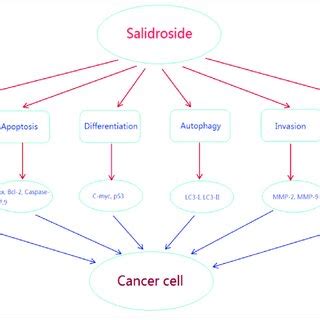 Mechanisms Of Salidroside Against Tumor Salidroside Plays Multiple