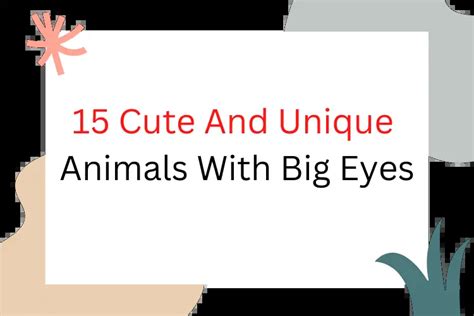 15 Cute and Unique Animals With Big Eyes