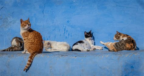 Stray Cats In Blue Background In Chefchaouen Morocco Stock Photo