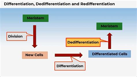 B Cv Differentiation Dedifferentiation And Redifferentiation