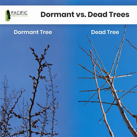 What Is The Difference Between Dormant And Dead Trees Pacific Arboriculture