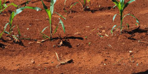 O que são fertilizantes organominerais descubra todos os benefícios