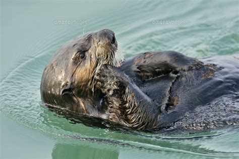 Sea Otter Enhydra Lutris Loafing And Preening After Feeding Morro