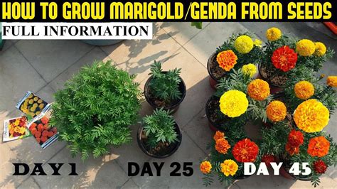 How To Grow Marigold From Seeds With Full Updates Youtube