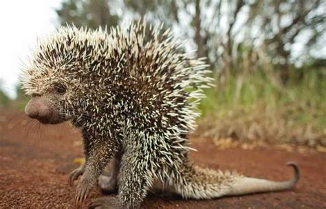 Pesquisadores Descobrem Nova Esp Cie De Porco Espinho No Brasil