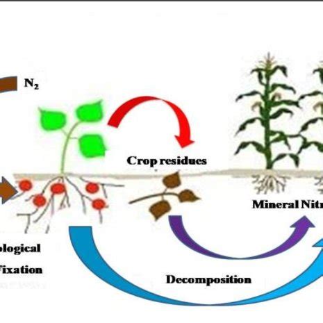 (PDF) PROSPECTS OF MAIZE BASED INTERCROPPING SYSTEMS