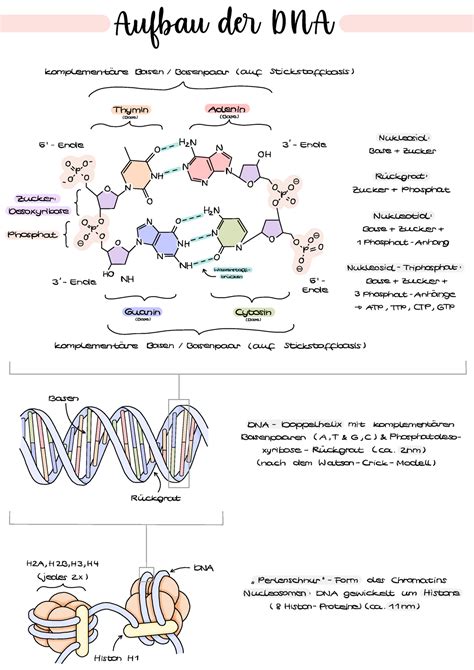 Aufbau Dna Rna Aufbau D Dna Komplement Re Basen Basenpaare