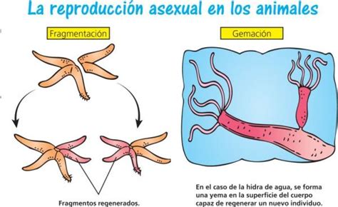 Descubre Qué Es La Reproducción Asexual ¡con Ejemplos