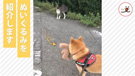 いつもの散歩道も一緒に歩けば、何倍も楽しくなるね♪ Peco（ペコ）