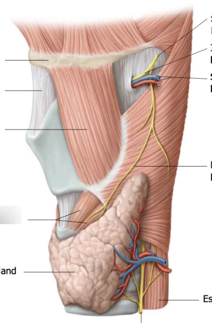 Innervation Of Larynx Diagram Quizlet