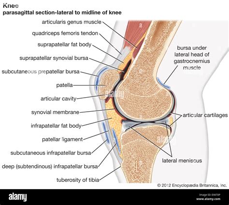 Knee Joint In Cross Section Stock Photo 84973078 Alamy