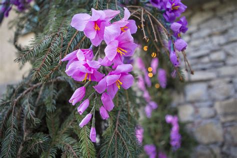 A Montisola Una Favolosa Festa Di Fiori E Colori Colore E