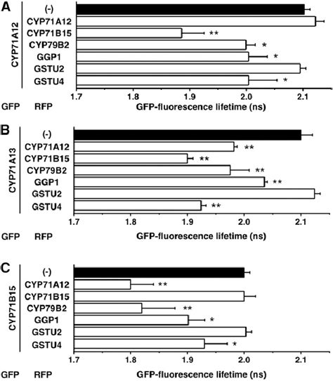 The Tight Physical Interaction Of Camalexin Biosynthesis Enzymes Is