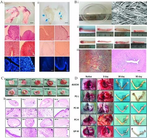 Functional Decellularized Extracellular Matrix In Reproductive System