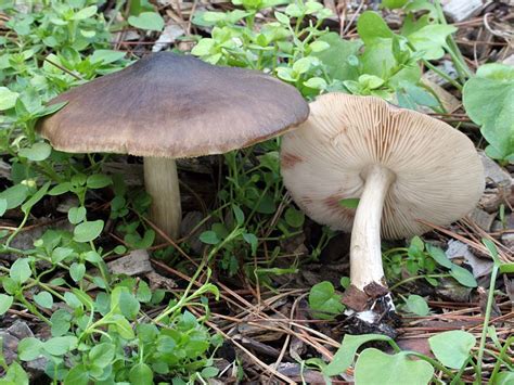 California Fungi Pluteus Pouzarianus