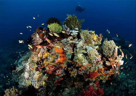 The Best And Worldwide Diving Spots In Indonesia