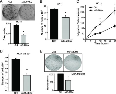 Mir 200a Reduces Migration And Proliferation Of Undifferentiated Murine