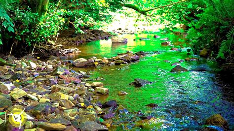 Relaxing Gentle Flowing Water Stream Babbling Brook Nature Sounds