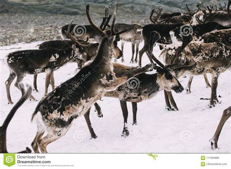 Reindeer`s Fighting On A Snow Patch In The Mountains Stock Photo