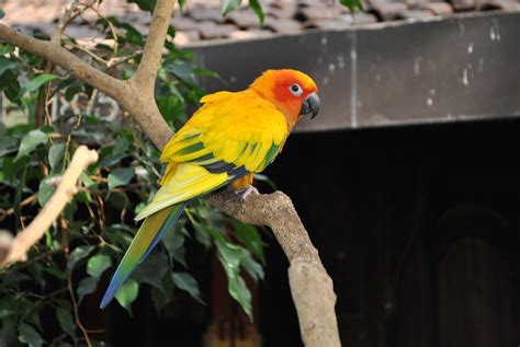 Fakta Lengkap Burung Sun Conure: Jenis, Harga dan Cara Merawatnya ...