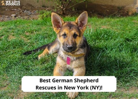 4 Best German Shepherd Rescues In New York NY