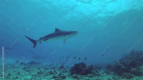 Three Tiger Sharks Slowly Swim Around The Rocky Seabed School Of