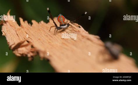 Peacock Spider Mating Display and Dance - Maratus Salticidae Stock Video Footage - Alamy