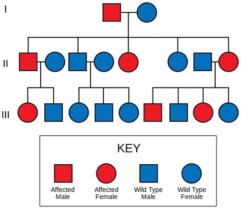 Liddle Syndrome | Concise Medical Knowledge