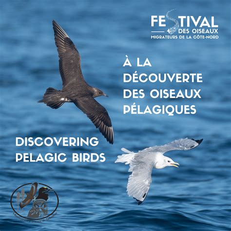 La D Couverte Des Oiseaux P Lagiques Discovering Pelagic Birds