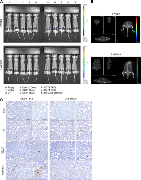 Butanediol Diglycidyl Ether Collagen Type I Scaffolds Are More