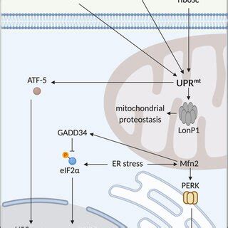 The Mitochondrial Unfolded Protein Response And Cardioprotection