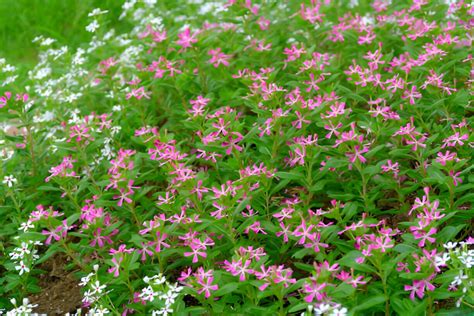 Top Plantes Couvre Sol Persistantes Pour Un Jardin Magnifique Ouistock