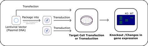 What Is A Lentiviral Vector