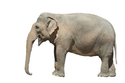 HD wallpaper: elephant widescreen retina imac, white background, studio ...