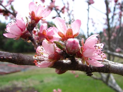 One Love Farm Peach Blossoms