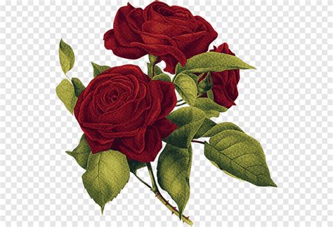 Red Roses Hand Painted Flowers Png PNGEgg