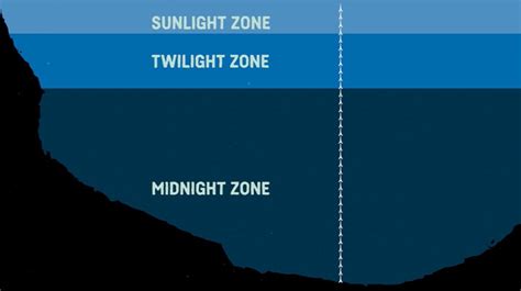 What Are The Sea Zones? Explaining Deep Sea Exploration - Behind the News | Ocean habitat ...