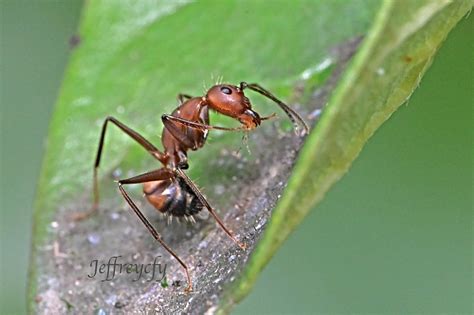 Camponotus Nicobarensis Jeffreycfy Flickr