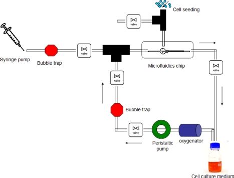 Schematic diagram of a perfusion system. | Download Scientific Diagram