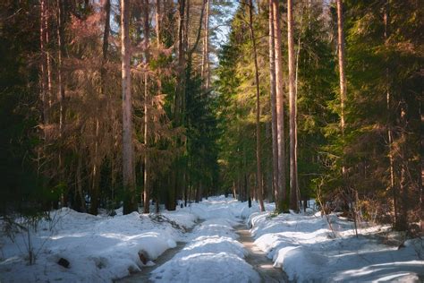 Sunny Day In The Snowy Forest March Valery Vozhdaev Flickr