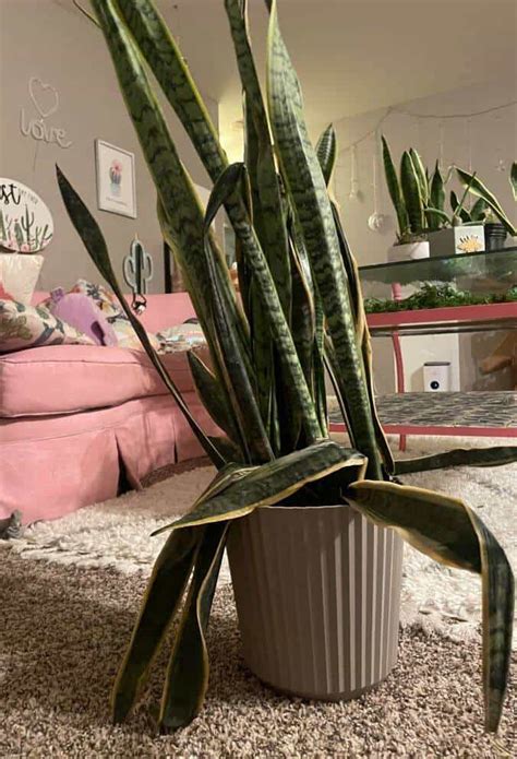 My Snake Plant Is Dying What Do I Do A Friendly Gardener