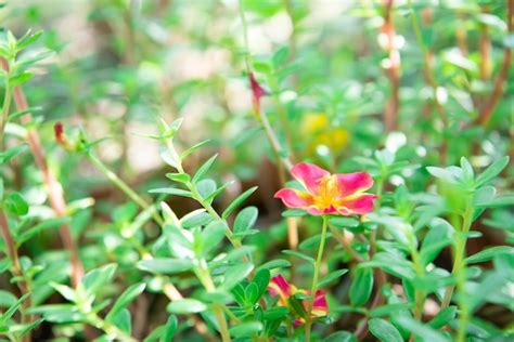 Premium Photo | Flower red or scarlet color in garden