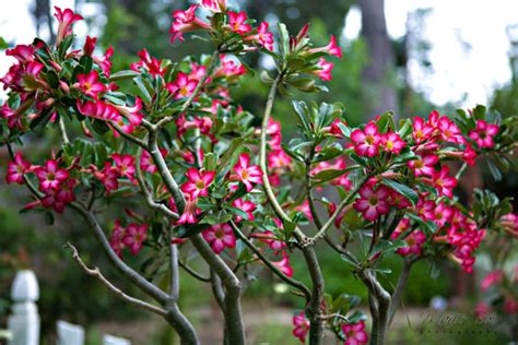 Plantas Que Gostam De Sol E Ainda S O F Ceis De Criar